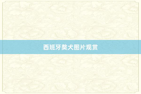西班牙獒犬图片观赏